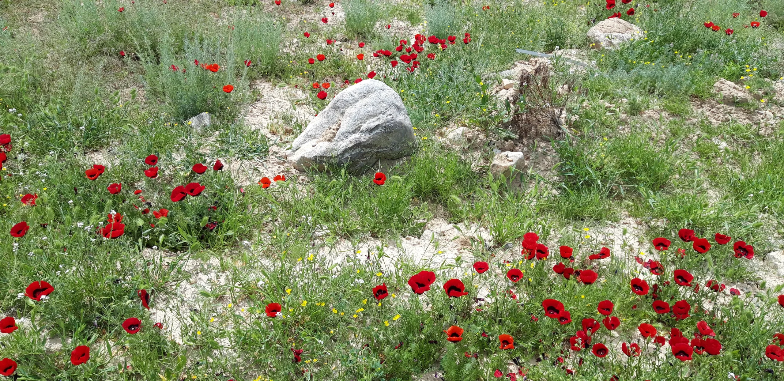 تور مشهد به بجنورد 