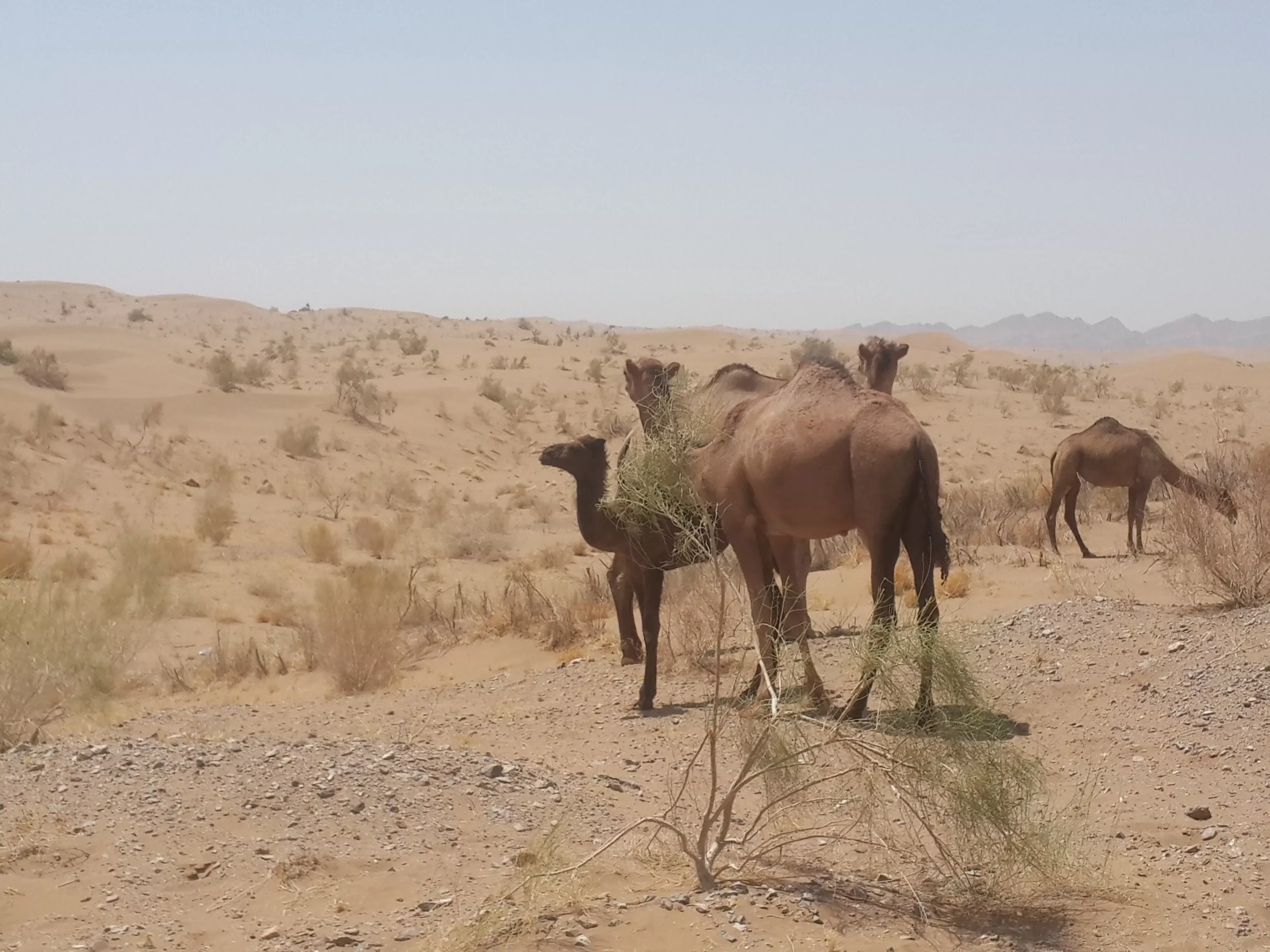 تور کویر مصر از مشهد