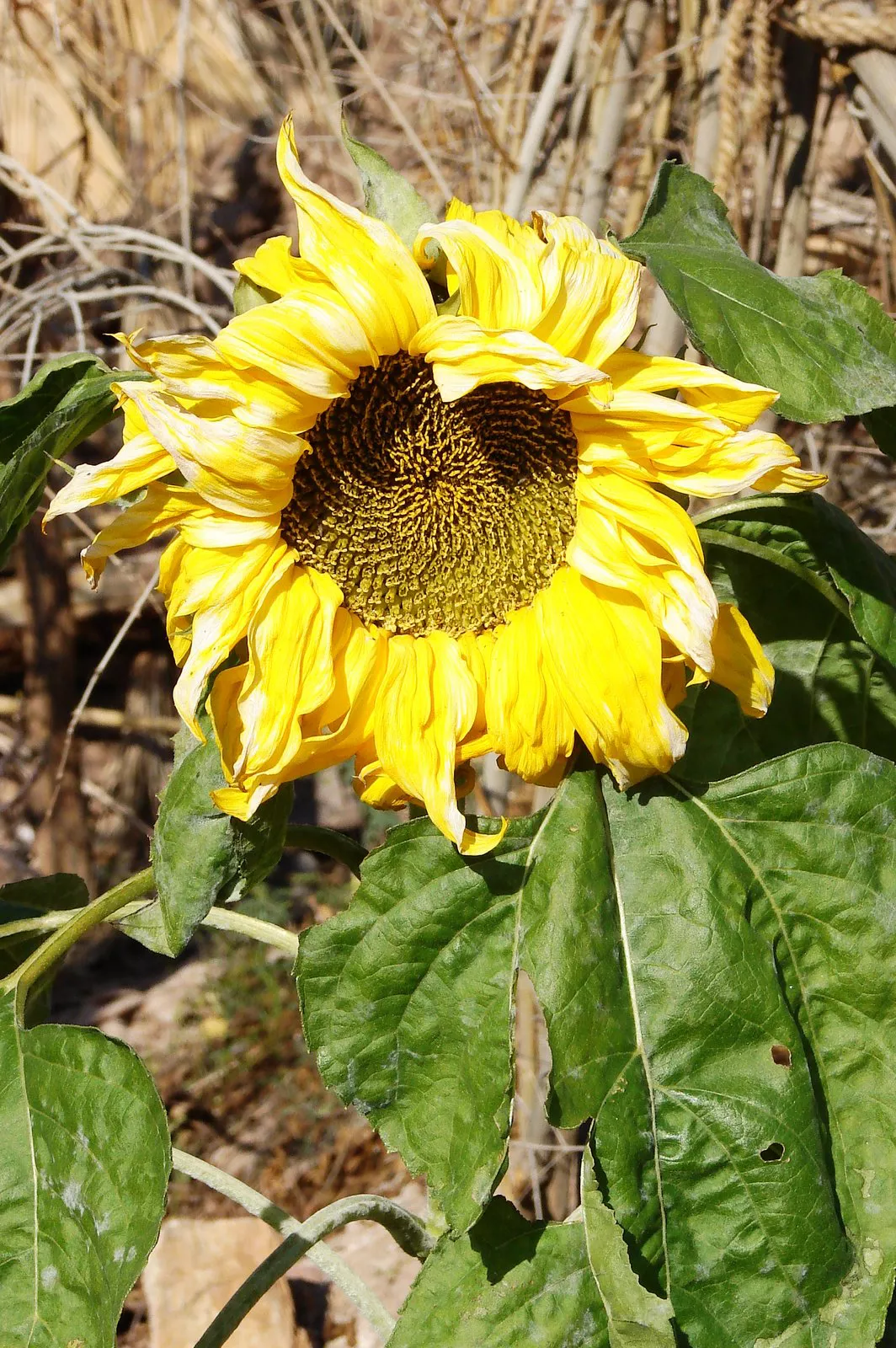 روستای گرمه