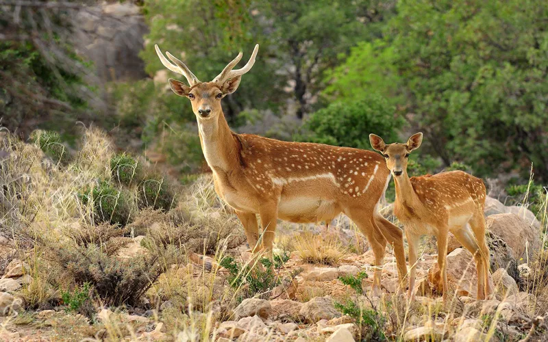 استان مازندران